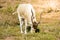 Addax - white addax antelope or screw horn antelope