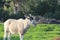 Addax white antelope