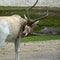 Addax white antelope is an antelope of the genus Addax