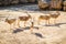 The Addax white antelope in Jerusalem Biblical Zoo, Israel