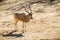 The Addax white antelope in Jerusalem Biblical Zoo, Israel