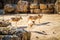 The Addax white antelope in Jerusalem Biblical Zoo, Israel