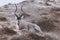 Addax - white antelope or screw horn antelope in National Park Souss-Massa
