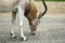 Addax white antelope screwhorn antelope