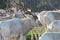 Addax white antelopes.