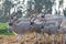 Addax white antelopes