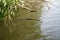 Adder snake swim in river. Europe, summer day. Non-venomous natrix - grass snake or water snake.