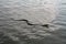 Adder snake swim in river. Europe, summer day. Non-venomous natrix - grass snake or water snake.