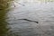 Adder snake swim in river. Europe, summer day. Non-venomous natrix - grass snake or water snake.