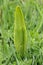 Adders Tongue Fern