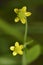 Adderstongue Spearwort or Badgeworth Buttercup