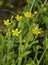 Adderstongue Spearwort or Badgeworth Buttercup