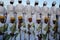 Addis Ababa, Ethiopia: Choir boys attending Timkat Epiphany traditional celebration