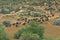 Addo Buffalo Herd