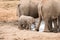 Addo Elephant National Park: baby elephant with mother and aunt