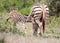 Addo Elephant National Park: baby zebra suckling