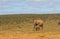 Addo Elephant National Park: Cow and calf approach Hapoor waterhole