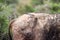 Addo Elephant National Park: hindquarters of old buffalo bull