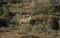 Addo Elephant National Park: Kudu bull