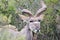 Addo Elephant National Park: kudu bull