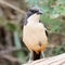 Addo Elephant National Park: Southern boubou portrait