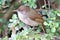 Addo Elephant National Park: Terrestrial Brownbul