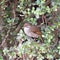 Addo Elephant National Park: Terrestrial brownbul