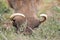 Addo Elephant National Park: tusks of warthog