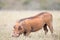 Addo Elephant National Park: warthog foraging