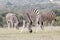 Addo Elephant National Park: zebras grazing