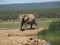 Addo Elephantpark, South-Africa