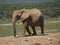 Addo Elephantpark, South-Africa