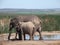 Addo Elephantpark, South-Africa