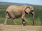 Addo Elephantpark, South-Africa