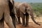 Addo Elephants at watering hole