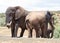 Addo Elephnt National Park: elephant at waterhole