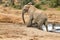 Addo Elephnt National Park: mother and calf
