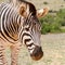 Addo Elephnt National Park: portrait of a Burchell`s or plains zebra