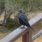 Addo Elephnt National Park: Red-winged starloing