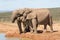 Addo Elephnt National Park: three of a family group drinking at Hapoor dam