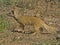 Addo Mongoose