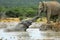 Addo National Elephant Park, South Africa - Elephants