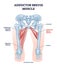 Adductor brevis muscle with hips and leg skeletal system outline diagram