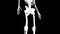 Adductor brevis muscles on skeleton
