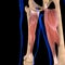 Adductor Magnus Muscle Anatomy For Medical Concept 3D Illustration