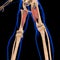 Adductor Magnus Muscle Anatomy For Medical Concept 3D Illustration