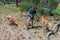 ADELAIDE, AUSTRALIA, JANUARY 6, 2020: A volunteer is feeding a dingo at cleland wildlife park at Adelaide, Australia