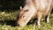 ADELAIDE, SA, AUST-APR, 13, 2014: capybara grazing