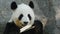 ADELAIDE, SA, AUST-APR, 13, 2014: giant panda close up