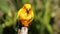 ADELAIDE, SA, AUST-APR, 13, 2014: sun conure parrot